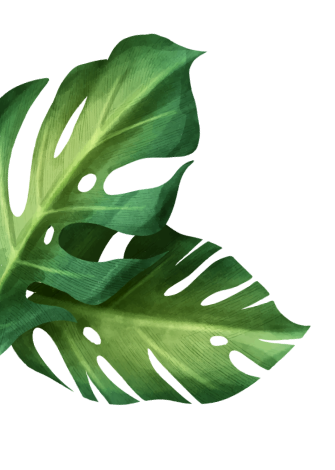 изображение растения