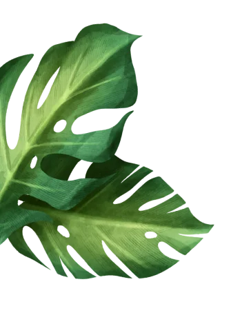 изображение растения